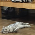 [드루와] 밥먹고있는데 고양이<b>표정</b>이 넘 부담스러움