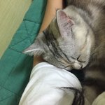 [드루와] 울고양이 내 <b>팔베개</b> 하고 자고있음