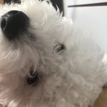 [이것좀봐줘] 우리<b>집개</b> 김요한닮앗지????