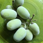 청포도는 얼려서