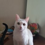 [고양이] 길위로 내몰리게된 두 <b>여아</b> 고양이