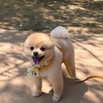 [강아지] 거대 포메라니안 보고가세요 ღවꇳවღ