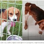 얘드라 비글 죽음 봤니? <b>이틀</b> 남았어!!!!