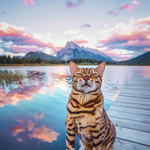 여행 다니는 특별한 냥 '<b>수키</b>'