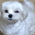 누가 우리집 강아지 <b>산책</b> 좀 나가줘 ..