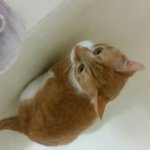 울집 <b>고영</b> 방금 변기에 빠짐ㅌㅋㅋㅋㅋㅋㅋㅋㅋㅋㅋ큐ㅠㅠㅋㅋㅋㅋㅋㅋㅋㅋㅋ