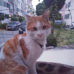 수정+)이모가 키우시는 고양인데 귀엽지???