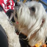 [강아지] 동생이랑 <b>산책</b>은 힘들어