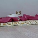 나의 동거묘 <b>도칠</b>이 5월 일상들..