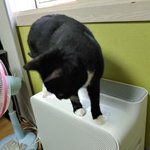 [고양이] 사무실 <b>악독</b>한주인18-사람