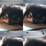 [댓글부탁해] (극혐주의) 오늘 우리학교에 조카 큰 왕지네 나옴