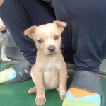 [강아지] 2개월 꼬맹이들