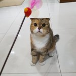 [댓글부탁해] +추가)+추가)길냥이 입양에대한 조언..