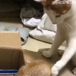 [댓글부탁해] <b>고영</b>샛기 ㅈㄴ 못됐다 사회악이네 아주