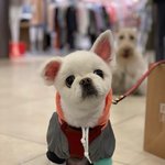 노령견 키우시는분들 저만 그런가요? [감사합니다]