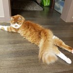 아기냥 <b>호빵</b>이-19