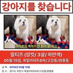 [강아지] 부천) 말티즈 복이를 찾습니다. (2키로/여아-<b>중성</b>/칩없음)