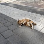 2년째 밥주는 울식빵이 1.