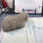 [댓글부탁해] 사람이 할짓이있고 못할짓이 있지