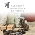 개농장에서 또다른 개농장으로 옮겨질뻔한 아기강아지들