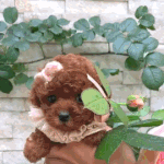 댕댕이 <b>트리</b>