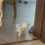 [드루와] <b>울집</b> 막내 댕댕쓰
