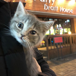 [고양이] 우리집개냥이소개❤️