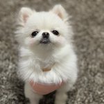 [강아지] 우리 귀여운 <b>두부</b>❤️