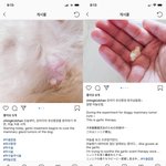 [강아지] 강아지마늘학대녀.제발읽어주세요