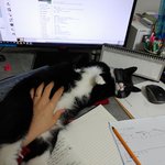 [고양이] 사무실 악독한주인 19 - 백수되기싫어