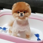 루루앤<b>미미</b> 푸딩 접이식 강아지욕조 언박싱