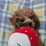 우리 <b>기여미</b> 댕댕이