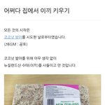 집에서 <b>이끼</b> 키우기 (코코넛 키우기 번외편)