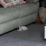 [드루와] <b>울집</b> 강아지봐ㅋㅋㅋㅋㅋ
