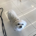 [울갱<b>쥐</b>] 울 갱<b>쥐</b> 털빨 쩔어 ㅠㅠ