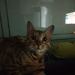 안녕! 나는 고양이 무무라고해