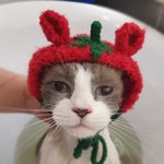 [고양이] 빵떡냥 크리미를 소개합니당6