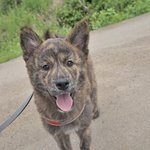 탄이/진도견/남아/4개월  *호피<b>무늬</b>가 매력적인 아이