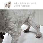 슬개골 탈구, 내반슬, 아탈구까지 이겨내야 하는 말티즈