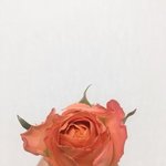 [드루와] 버스에서 아빠 카톡보고 욺