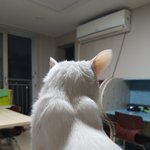 [고양이] +)우리 고양이 승모근쩐다?