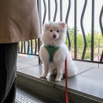 [강아지] 구름이랑 시흥 프리미엄 아울렛 <b>놀러</b>감.