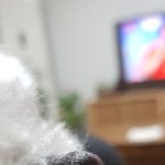 [꼭조언부탁] 강아지 <b>코에</b> 갈색