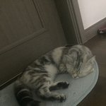 [드루와] 울 <b>야옹</b>이 자꾸 화장실 입구에서 자고있음