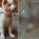만취 20대 강아지 성폭행 충격