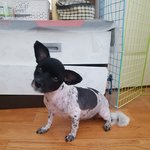[강아지] <b>임시</b>보호처가 되어주세요