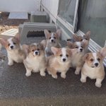 [드루와] 강아지 사진 공유하고 가