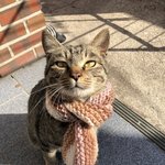 [고양이] 얘두라 나 고양이인스타 만들었는데