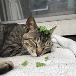 [댓글부탁해] 얘두라 나 고양이인스타 만들었는데