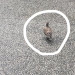 이거 <b>비둘기</b>임?